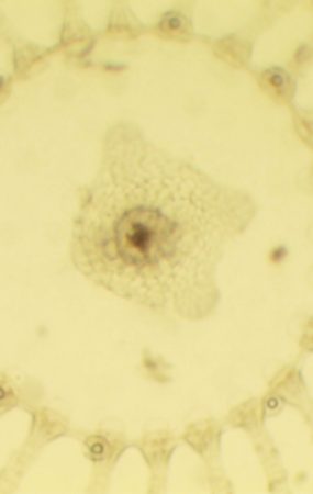 jeune méduse Obelia.sp x 150